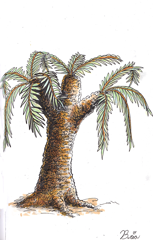 cycad